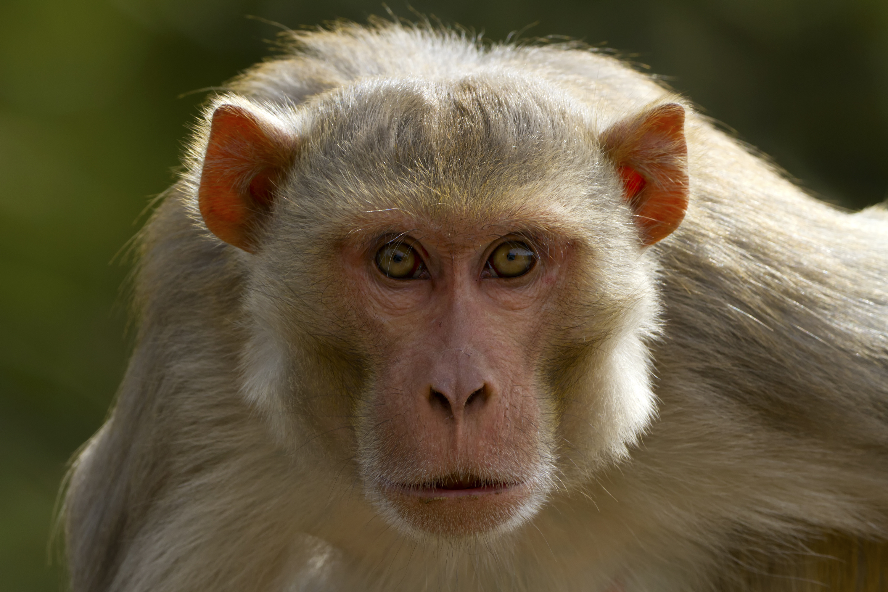 43 monkeys remain on the run